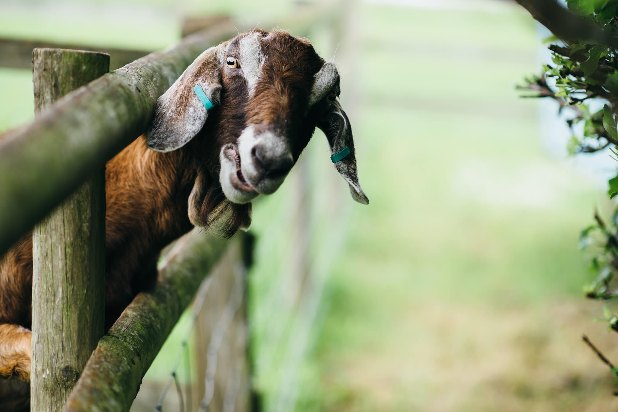 Goats at Huntstile organic farm 