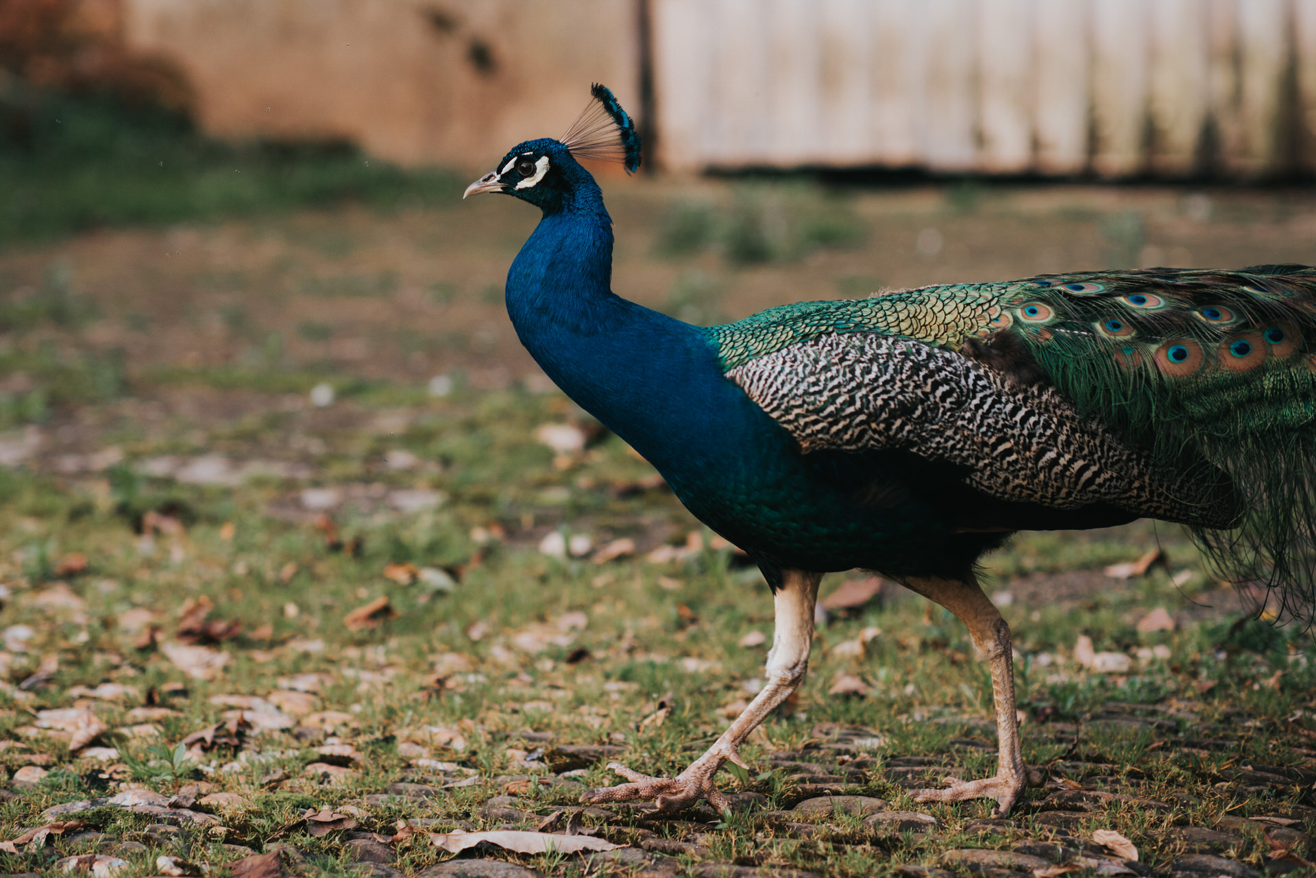 Peacock at Manusel House