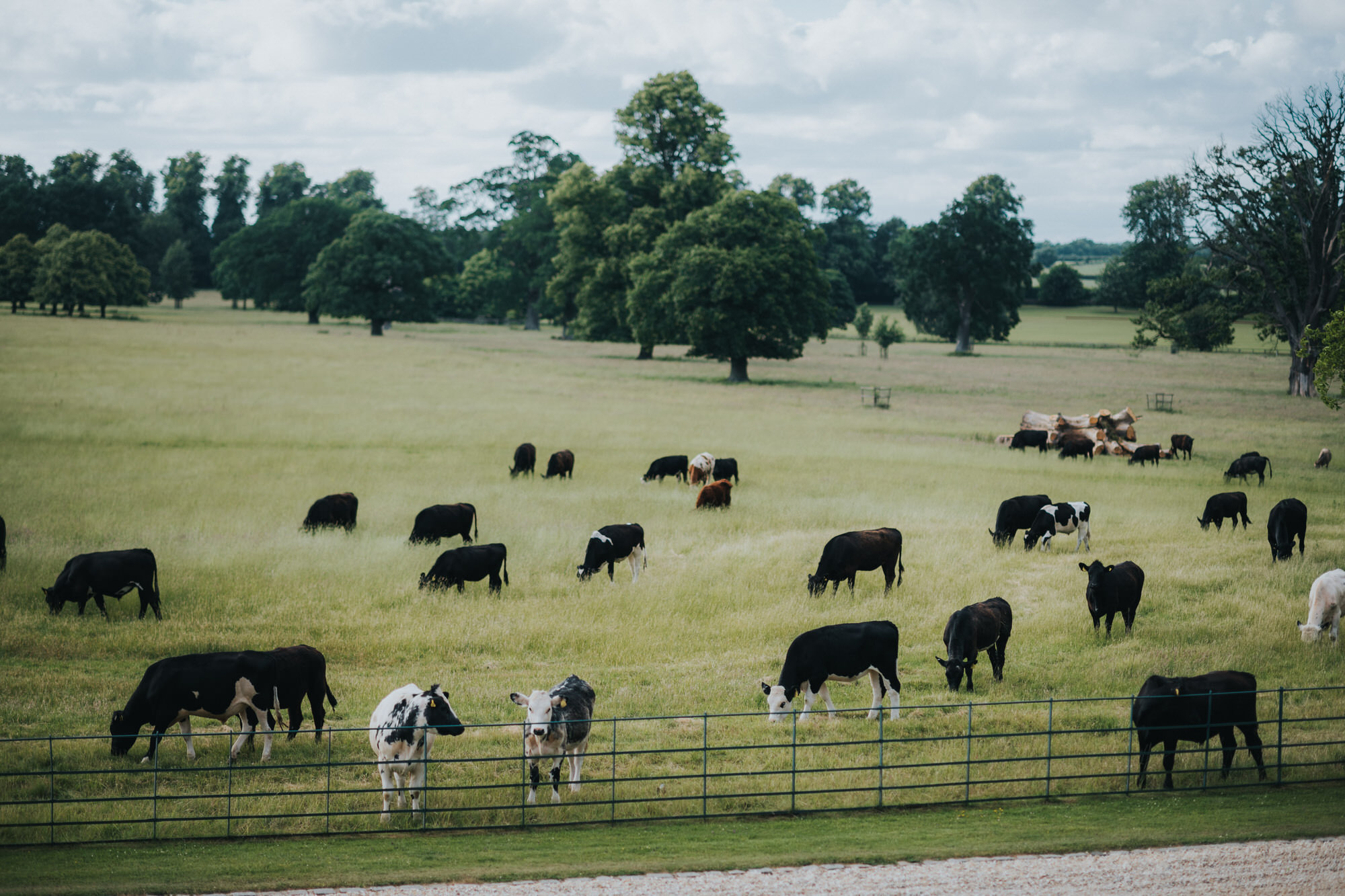 Kirtlington Park cattle 